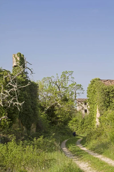 Maisons Abandonnées Tombées Idylliquement Envahies Plantes Caractérisent Paysage Idyllique — Photo