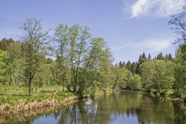 Siyah yağmur, burada Regen ve Zwiesel arasında olan tüm doğa severler için bir mücevher