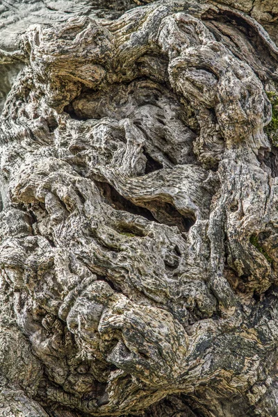 Stare Sękate Drzewo Oliwne Pnie Fascynujące Dzieła Natury — Zdjęcie stockowe