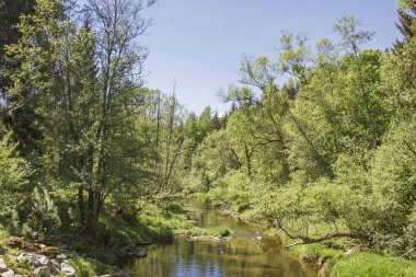 Siyah yağmur, burada Regen ve Zwiesel arasında olan tüm doğa severler için bir mücevher