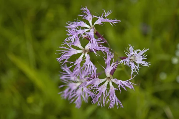 Bog Meadows Ettaler Weid Moor You Find Fascinatingly Beautiful Carnation — Stock Photo, Image