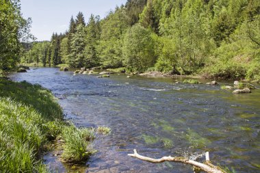 Siyah yağmur, burada Regen ve Zwiesel arasında olan tüm doğa severler için bir mücevher