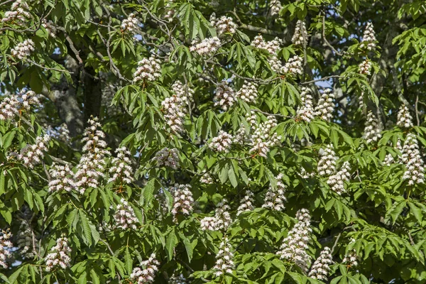 Full Frame Wallpaper Flowering Chestnut Tree — Stock Photo, Image