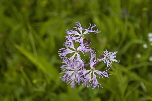 Bog Meadows Ettaler Weid Moor You Find Fascinatingly Beautiful Carnation — Stock Photo, Image