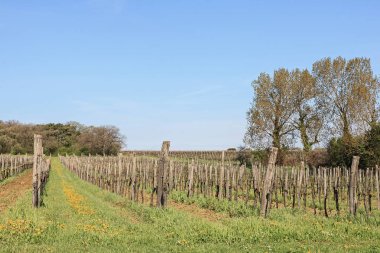 Güneyde Istria üzüm bağları ile manzara