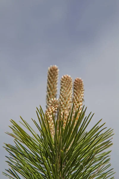 Branch Mediterranean Pines Front White Blue Cloud Sky — Stock Photo, Image