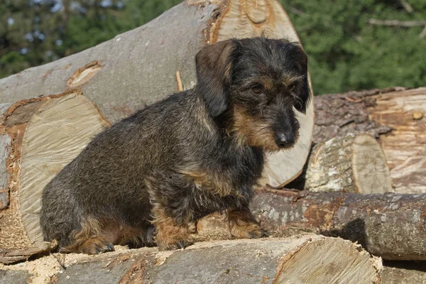 Dackel Sitzt Auf Einem Holzblock Wald — Stockfoto