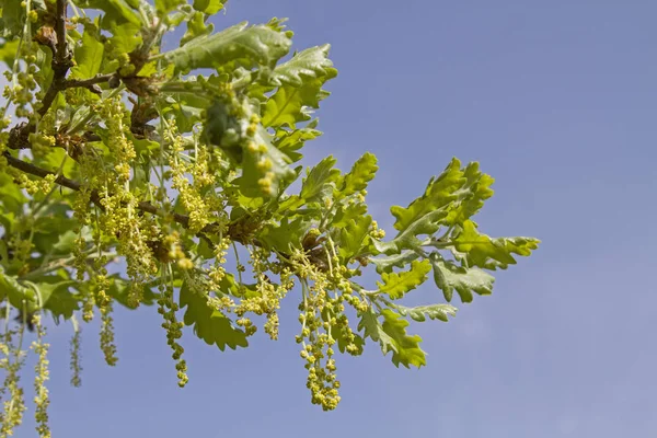 Blooms Leaves Holm Oak Front Blue Sky — Stock Photo, Image