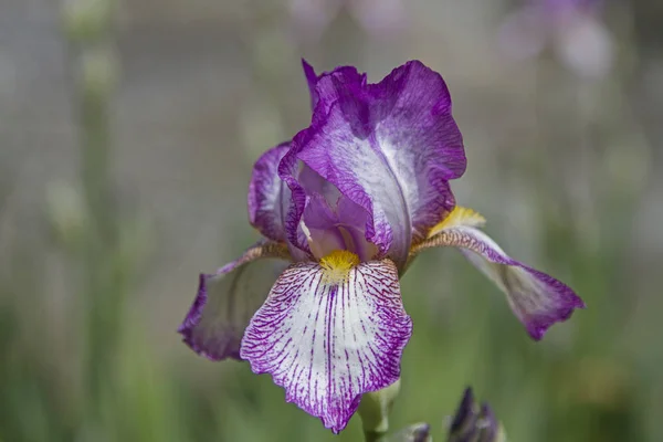 Iris Populär Prydnads Blomma Inte Bara Vilt Men Också Många — Stockfoto