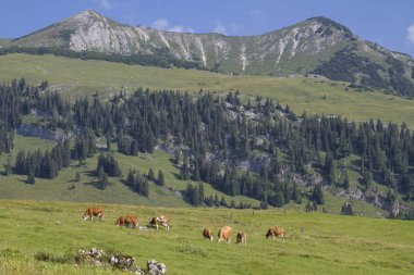 Arka Sonnwendjoch Tyrol'deki / daki önünde inek sürüsü 1,986 m ile Mangfall dağlarda en yüksek dağıdır