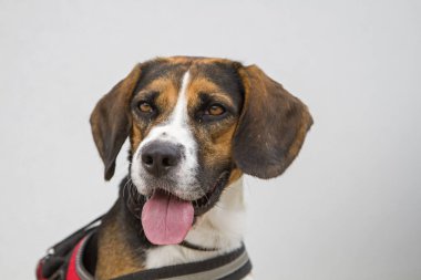 Beyaz bir duvarın beyaz arka planında bir av köpeğinin portresi.
