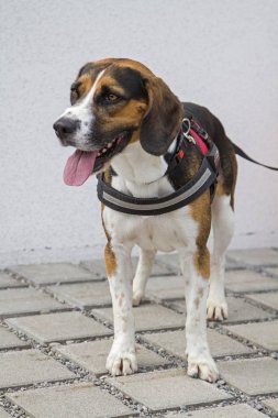 Tricolore Beagle sabırla onun köpek sahibi için sokakta bekler.