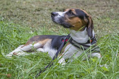 Tricolore Beagle kendini rahat yeşil çayır on yaptı