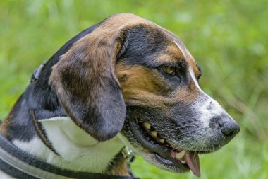 Yeşil çayır üzerinde bir beagle köpek portresi