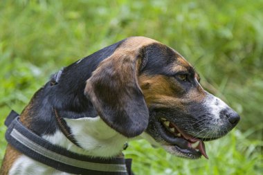 Yeşil çayır üzerinde bir beagle köpek portresi