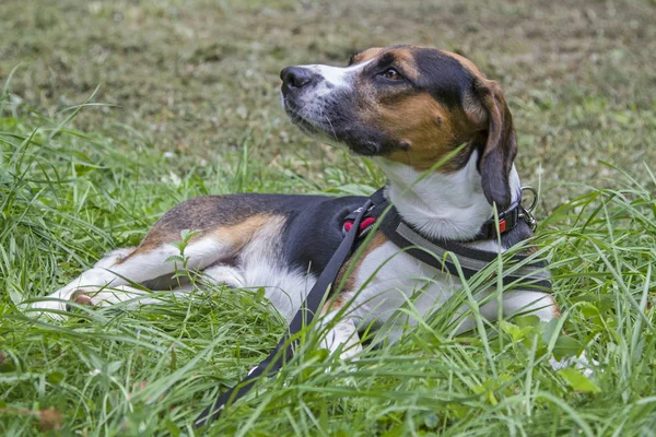 Ein Tricolore Beagle Hat Sich Auf Einer Grünen Wiese Gemütlich — Stockfoto