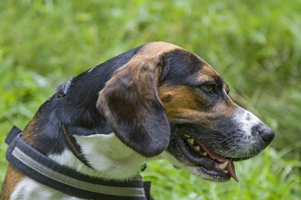 Hund Porträtt Beagle Grön Äng — Stockfoto