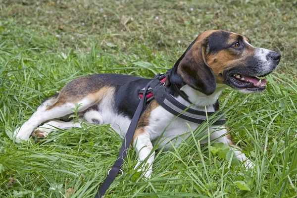 Tricolore Beagle Har Gjort Sig Bekväm Grön Äng — Stockfoto