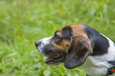 Yeşil çayır üzerinde bir beagle köpek portresi