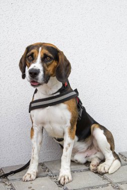 Tricolore Beagle sabırla onun köpek sahibi için sokakta bekler.