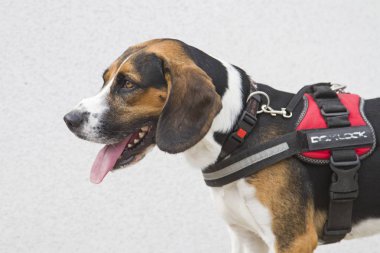 Beyaz bir duvarın beyaz arka planında bir av köpeğinin portresi.