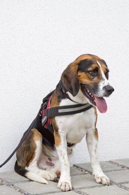 Tricolore Beagle sabırla onun köpek sahibi için sokakta bekler.