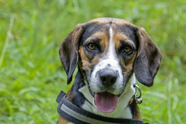 Hund Porträtt Beagle Grön Äng — Stockfoto