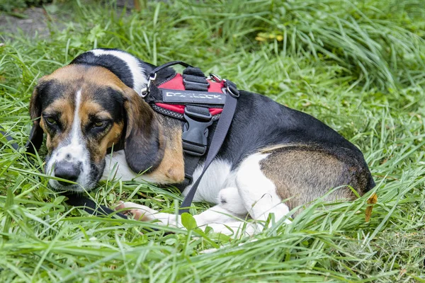 Tricolore Beagle Har Gjort Sig Bekväm Grön Äng — Stockfoto