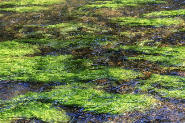 Plantes Aquatiques Dans Rivière Pluie Noire Forme Jeu Intéressant Couleurs — Photo