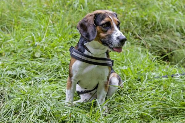 Tricolore Beagle Est Installé Confortablement Sur Une Prairie Verte — Photo