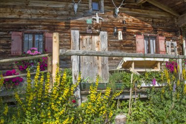 Tirol Mangfall dağlarda Grabenbergalm pastoral close-up