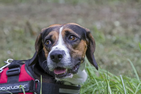 Hund Porträtt Beagle Grön Äng — Stockfoto