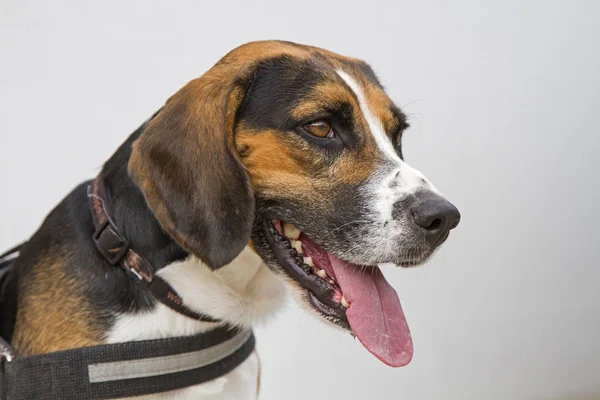 Beyaz bir duvarın beyaz arka planında bir av köpeğinin portresi.