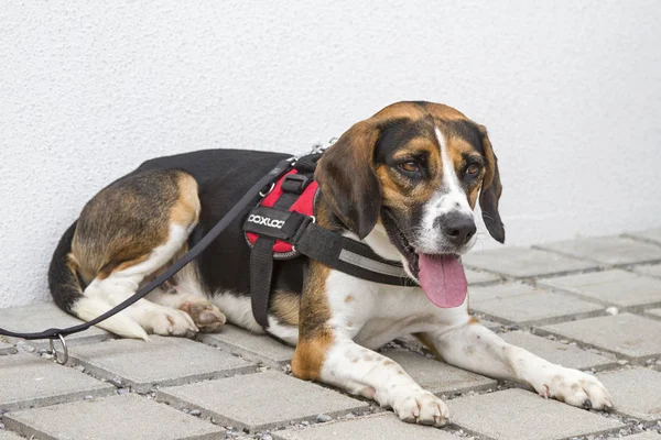 Tricolore Beagle sabırla onun köpek sahibi için sokakta bekler.