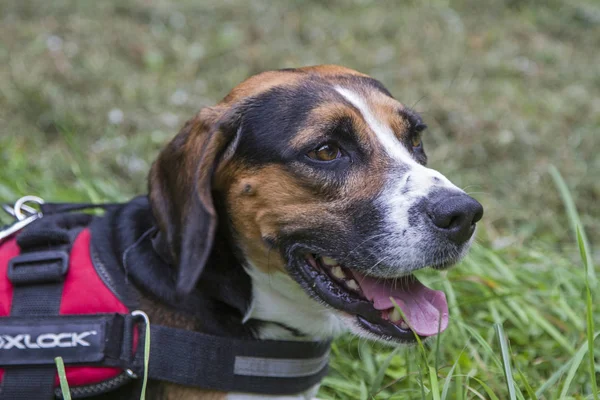 Hund Porträtt Beagle Grön Äng — Stockfoto