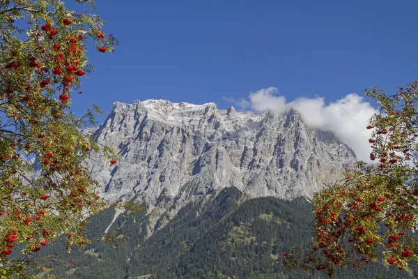 Ebereschen Flankieren Die Mächtige Bergkette Der Zugspitze — Stockfoto