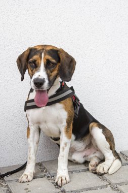 Tricolore Beagle sabırla onun köpek sahibi için sokakta bekler.