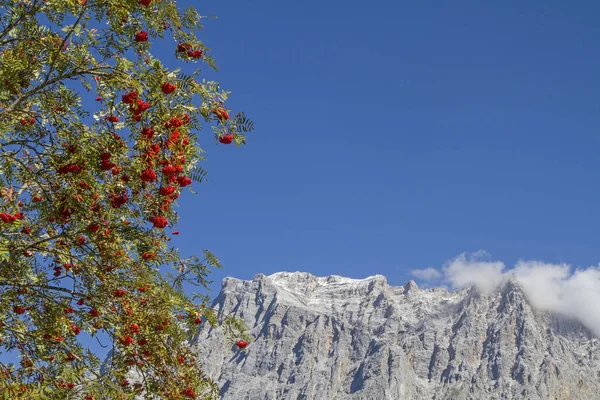 Rowan Kísérő Zugspitze Hatalmas Hegylánc — Stock Fotó