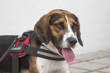 Beyaz bir duvarın beyaz arka planında bir av köpeğinin portresi.