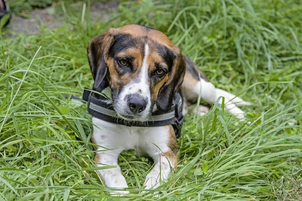 Tricolore Beagle Est Installé Confortablement Sur Une Prairie Verte — Photo