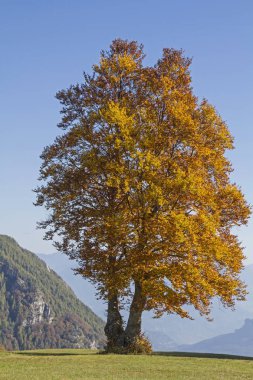 Muhteşem kayın dağ çayır üzerinde izole