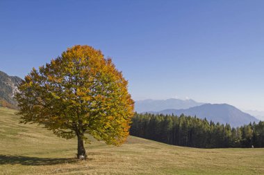 Muhteşem Sonbahar kayın Monte Bondone dağlarda dağ çayır üzerinde renkli