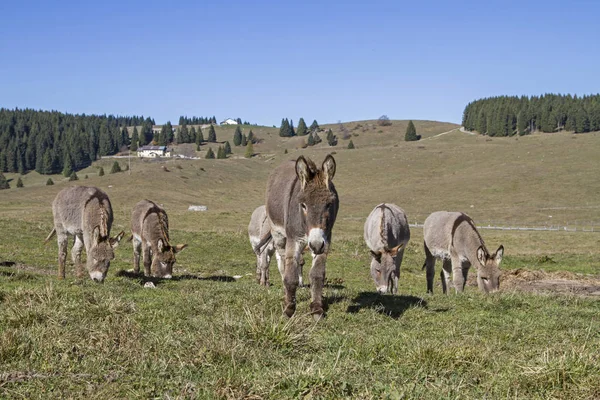 A herd of donkeys on the mountain meadows of the Vezzena pass in Trentino