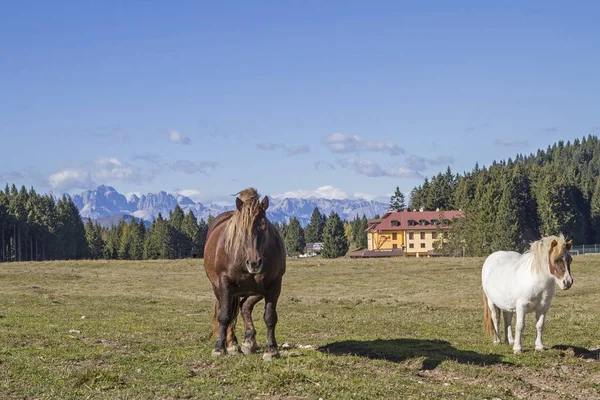 Cavallo Bruno Pony Bianco Prato Montagna Passo Vezzena Trentino — Foto Stock