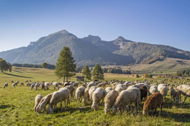 Koyun sürüsü Trentino Monte Bondone Viote yaylada çayırda grazes