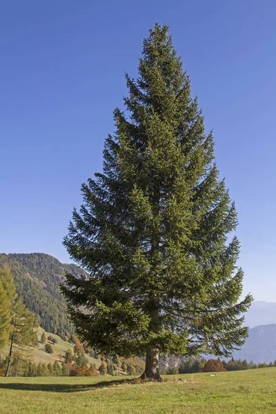 Magnificent spruce  standing isolated on a mountain meadow