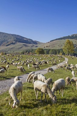 Koyun sürüsü Trentino Monte Bondone Viote yaylada çayırda grazes