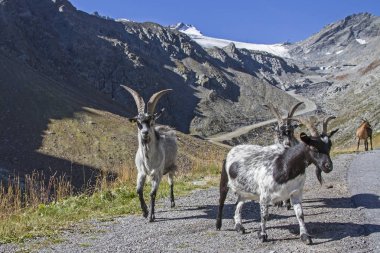 Keçi sürüsü yaz Oetz Vadisi yüksek Alpin çayırlar üzerinde geçirir.