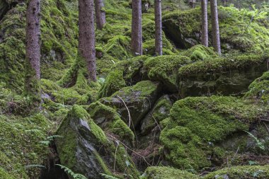 Onun yosunlu kayalar ve eski ağaçları ile büyülü görünüyor bu güzel yeşil orman yoluyla Oetz üzerinden iz Piburger göle gidiyor