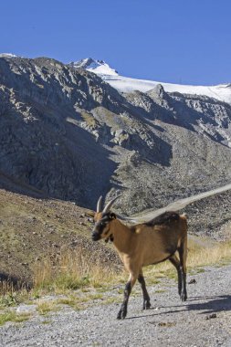 Keçi sürüsü yaz Oetz Vadisi yüksek Alpin çayırlar üzerinde geçirir.